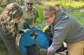 تحرير دب من غطاء بلاستيكي 