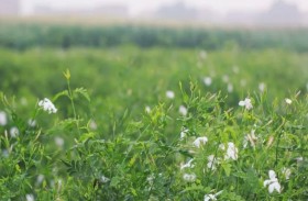 نصيب الأسد من ياسمين العالم في قرية مصرية