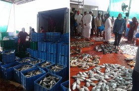 سمك القباب يعود إلى أسواق رأس الخيمة بأسعار مرتفعة