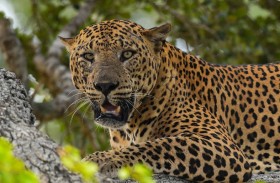 العثور على أنثى فهد بعد هروبها