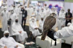 7 فئات في مزاد الصقور بمعرض أبوظبي الدولي للصيد 2022 لكلّ من الإنتاجين المحلي والدولي 