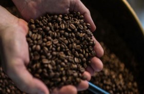 دراسة: نوع من البنّ يضمن إنتاجا عالي النوعية 