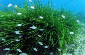 نبات البوسيدونيا.. رئة المتوسط وكنز بيئي 