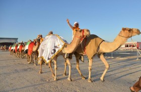 6 أشواط لمسابقات التلواح بالتعاون مع نادي أبوظبي للصقارين