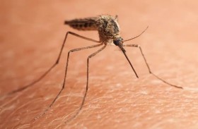 البعوض يفضل من يشرب الكحول ويدخن القنب