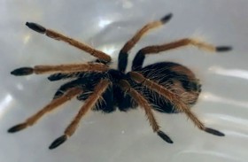 اكتشاف نوعين جديدين من العناكب