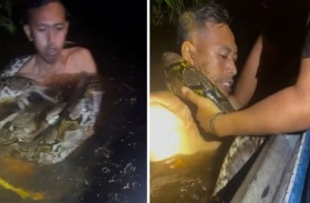 مرشد سياحي يصارع أفعى 