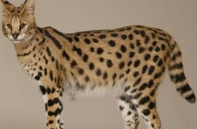 قطة بـ125 ألف دولار