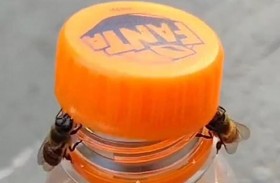 نحلتان تفتحان غطاء زجاجة مشروبات غازية 