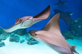 سمكة الوطواط في غزة.. «غنيمة» للصيادين