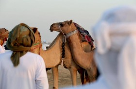 انطلاق مزاينة مدينة زايد بمهرجان الظفرة 9 يناير الجاري