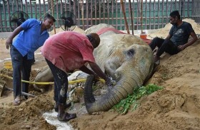 باكستان تسابق الزمن لإنقاذ آخر فيل