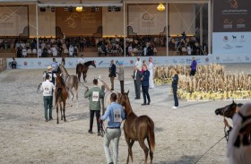 انطلاق النسخة العاشرة من بطولة الفجيرة الدولية للخيل العربي