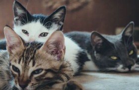 القطط «النووية» تثير الفزع في منطقة بريطانية