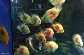 الكتابة على السمك تثير جدلا في الصين