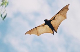 وفاة طفل كندي بفيروس نادر