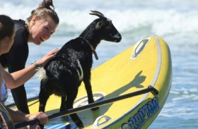 عنزة... مدرّبة لركوب الأمواج 