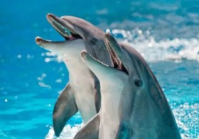 غوغل تمكّنك من «الدردشة» مع الدلافين وترجمة لغتها