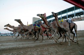 «ديمة» سيدة للحول المحليات و «الحذر» بطل الزمول في تحديات المرموم