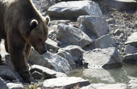 صارع دبا لمدة أسبوع وصدفة أنقذت حياته