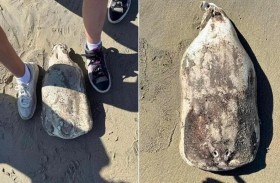 اكتشاف غريب على شاطئ شهير لمخلوق غامض