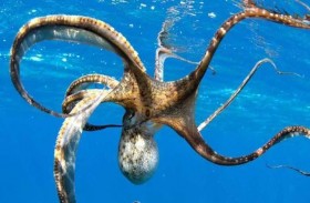 دراسة: أسلاف الأخطبوط عاشوا قبل حقبة الديناصورات