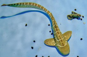 العلماء يسجلون أول دليل على أن أسماك القرش تحدث صوتا