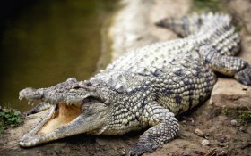 تمساح يسحب امرأة تحت الماء وينكل بجثتها