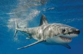 ينجو للمرة الثانية من هجوم قرش!