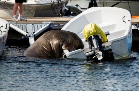 القتل الرحيم لأنثى  «حيوان فظ » تشكل خطراً