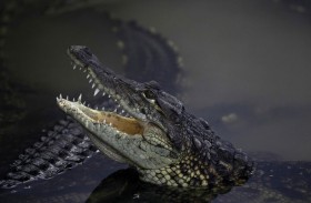 تمساح يثير الذعر في قرية مصرية