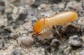 النمل الأبيض يجتاح الإسكندرية