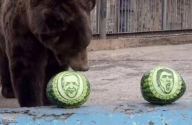 دب ونمر يتوقعان الفائز بانتخابات أميركا