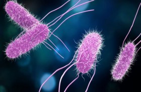 أعراض العدوى بالسالمونيلا