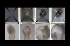 سابقة.. إنتاج أجنة دون الحاجة لنطاف أو بويضات أو رحم