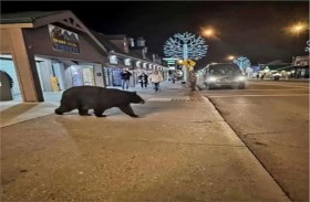 دب يتجول داخل مركز تجاري 