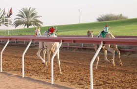 ميدان الذيد للهجن يحتضن منافسات سباق «الفطامين»