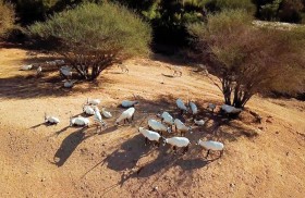 حديقة الحيوان بالعين تحصل على عضوية الرابطة العالمية لحدائق الحيوان والأحواض المائية WAZA