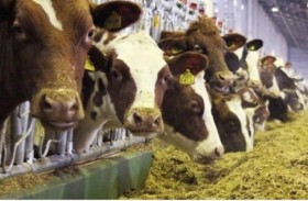 تقتل زوجها وتدفنه في حظيرة أبقار