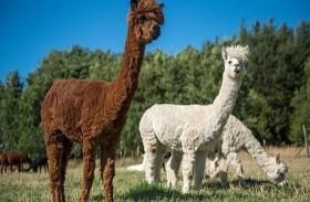 أجسام مضادة قوية في حيوان الألبكة تُحيد كورونا