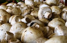 الفطر يخفض الكولسترول الضار