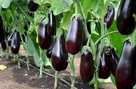 كشف حقيقة أمطار الباذنجان