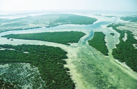 هيئة البيئة و«ديندرا» تتعاونان لتطوير تقنيات مبتكرة لإعادة تأهيل أشجار القرم