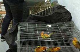 البرازيل.. تحرير أكثر من 700 حيوان بري 