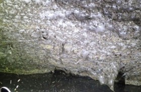 أكبر مستعمرة عناكب على كوكب الأرض.. تضم 111 ألفاً داخل كهف غامض