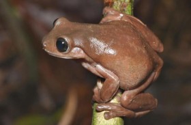 ضفدع الشوكولاتة.. اكتشاف جديد