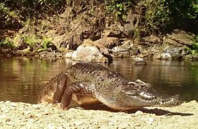 اكتشاف جديد قد ينقذ أندر أنواع التماسيح في العالم