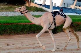 «هجن العاصفة» تواصل رحلة الإبداع في «تمهيدي المرموم»