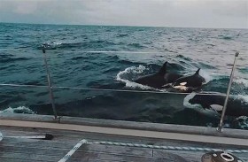 حيتان قاتلة تهاجم يختا وتحاول إغراقه