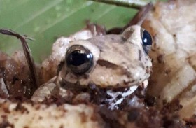 ضفدع غريب يقطع آلاف الكيلومترات وسط أكوام الموز